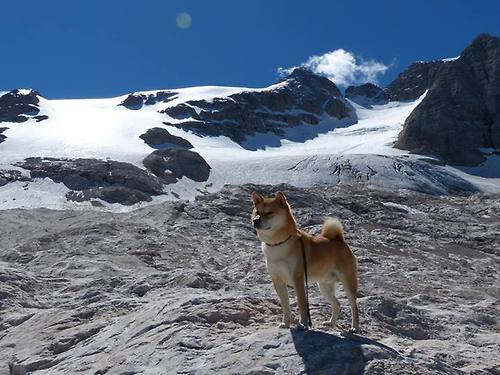 CBA自由市场热闹球队补强内外线激烈争夺，cba 自由球员