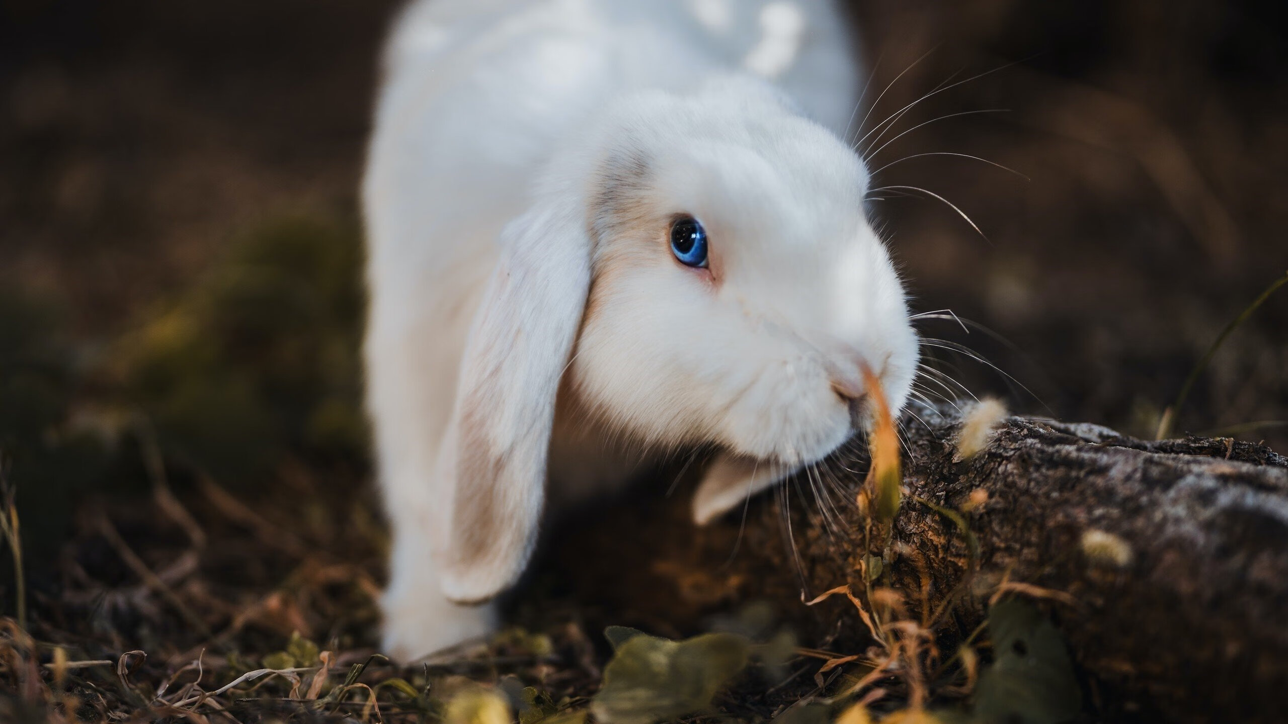 -中国女篮强化抢断训练提升转换速度，中国女篮怎样