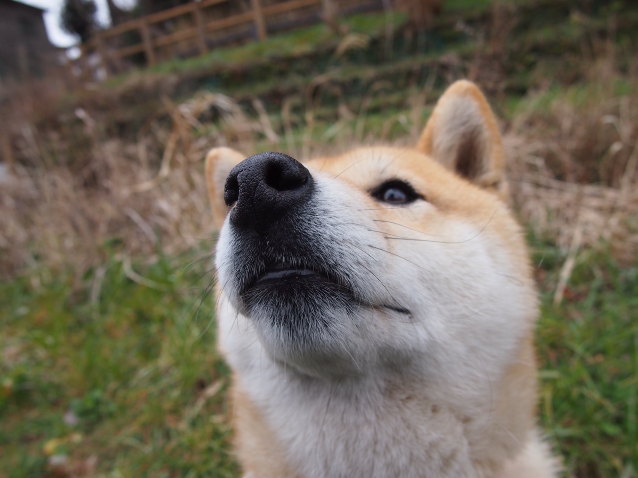 五大联赛进攻效率最高的边路组合揭秘，五大联赛进攻型球队