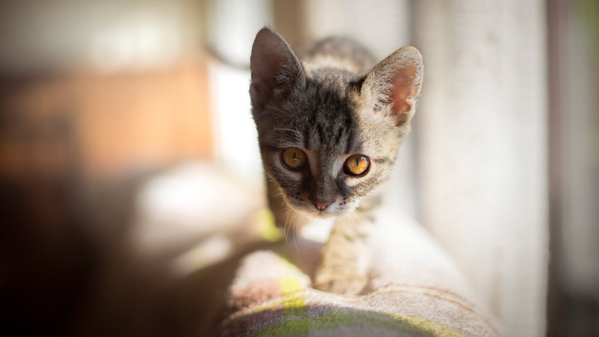 直播技术创新增强赛事传播力，直播方式创新