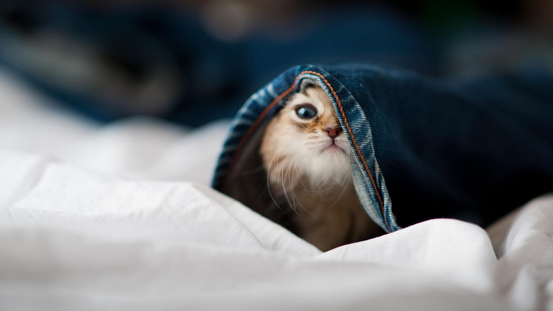 爱游戏app-德甲铁血防线：坚不可摧的战术体系，德意志铁血将军