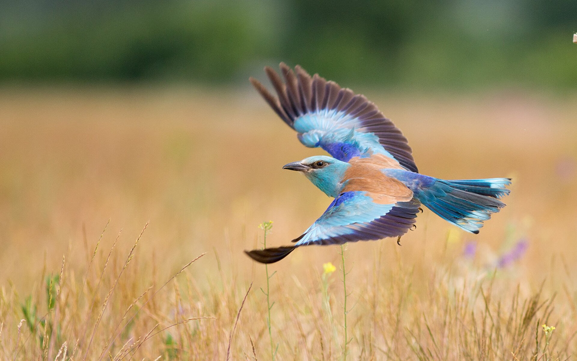 AYX SPORTS-拉文冲击篮筐成功率提高成为公牛新武器，拉文最强扣篮