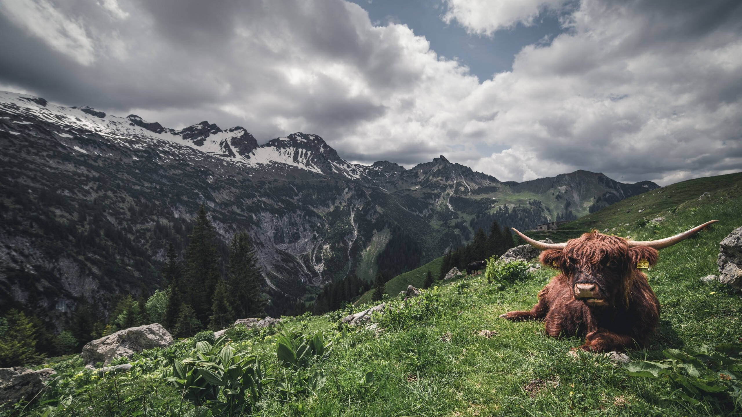 爱游戏娱乐平台-水球快攻突尼斯男队形成压制