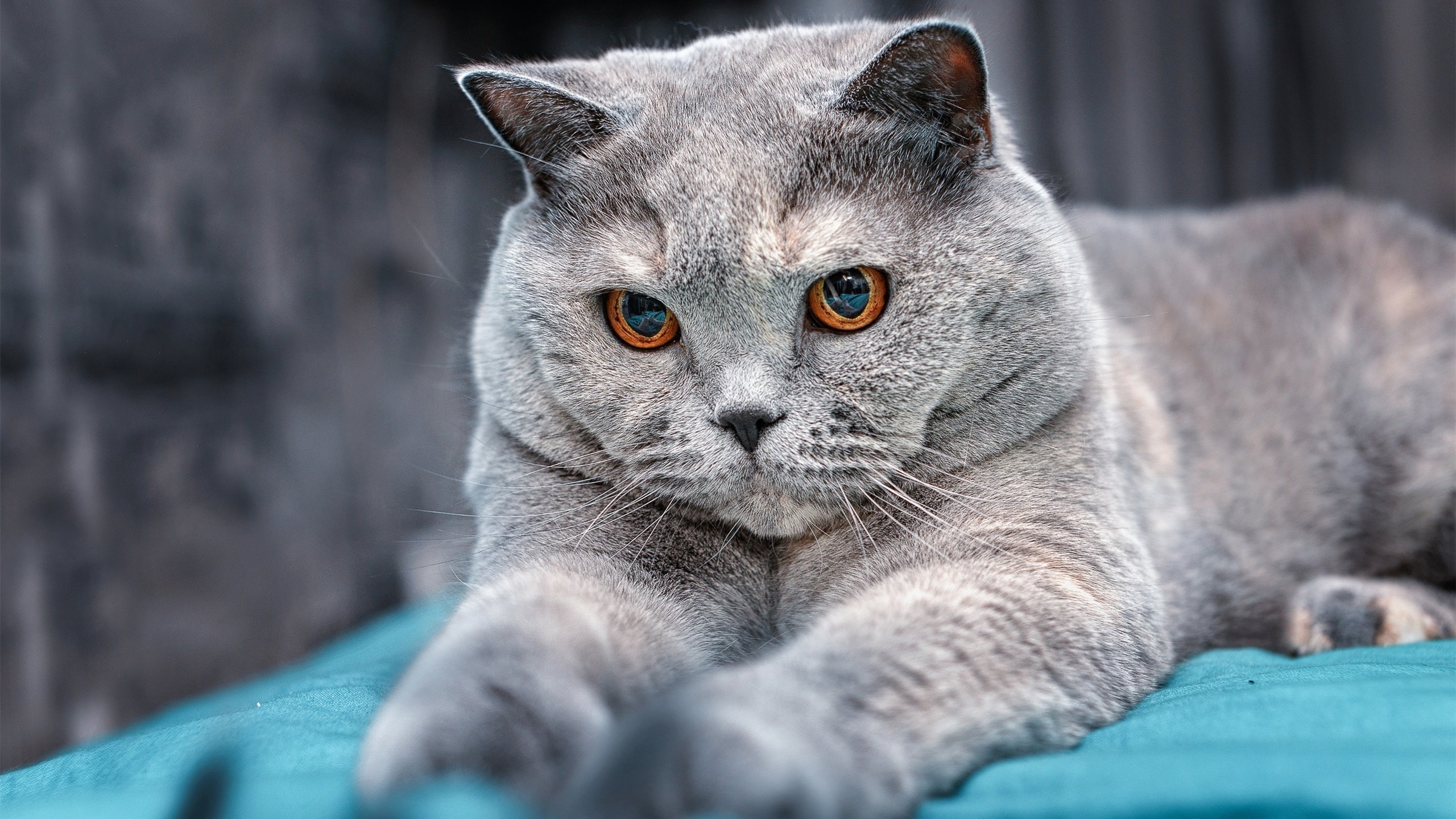 法甲青训国际交流合作成果，法甲球队关系2018